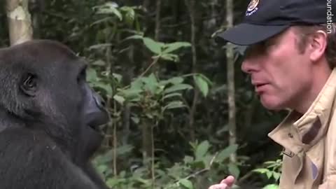 Everyone warned him to not meet the gorilla he raised. 🦍