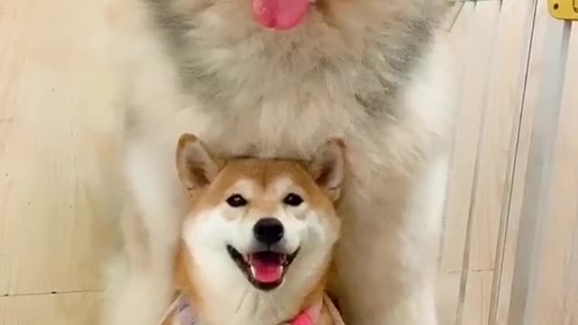 Three Generation Of Dog (FATHER,MOTHER,SON)🐕️🐕️🐕️💕