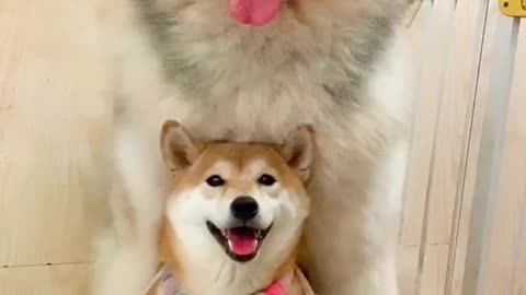 Three Generation Of Dog (FATHER,MOTHER,SON)🐕️🐕️🐕️💕