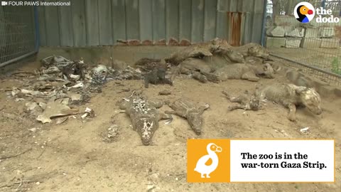 World's Worst Zoo: Tiger & Friends Starved At Terrible Zoo | The Dodo