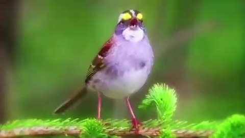 Bird Song Opera- пение птиц синхронизированное с 'Волшебной флейтой' #Моцарта #пение #птицы