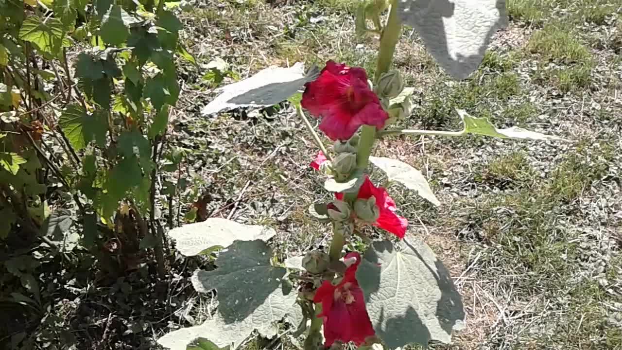 wspomnienia z dzieciństwa
