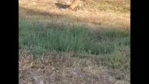 Fox eating