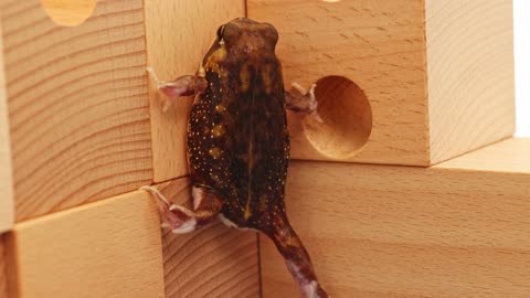 Bouldering of the Round Frog