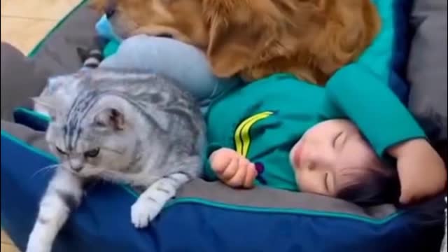 funny video cat and dog 2021