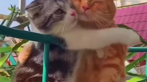 Cat funny video