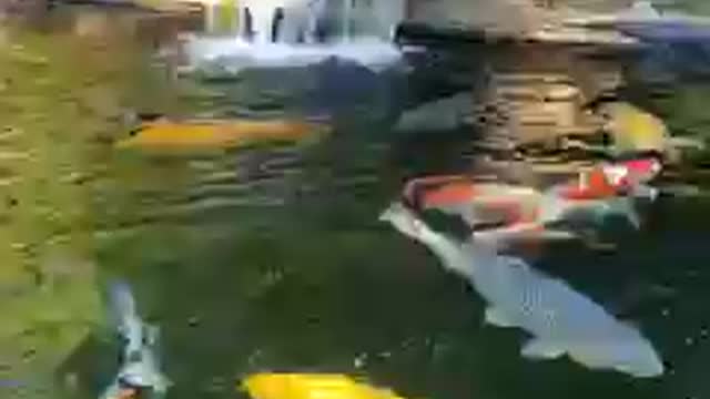 Filtration koi fish pond