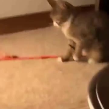 PETS NEVER LIE ABOUT LOVE-56 #shorts