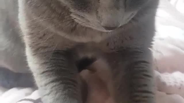 A cat that feels good.