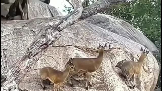 The hound saw the fawn on the stone and climbed up directly, poor fawn