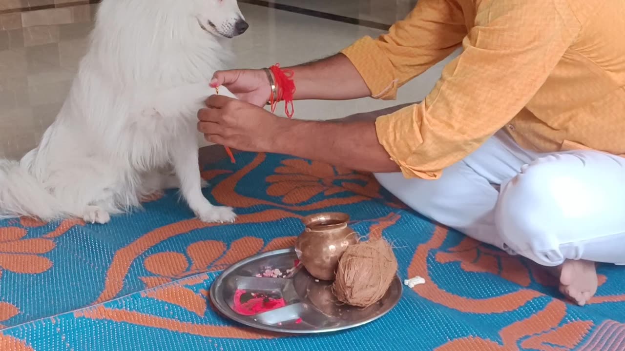 Rakshabandhan Special: My dog's first Rakhi experience!