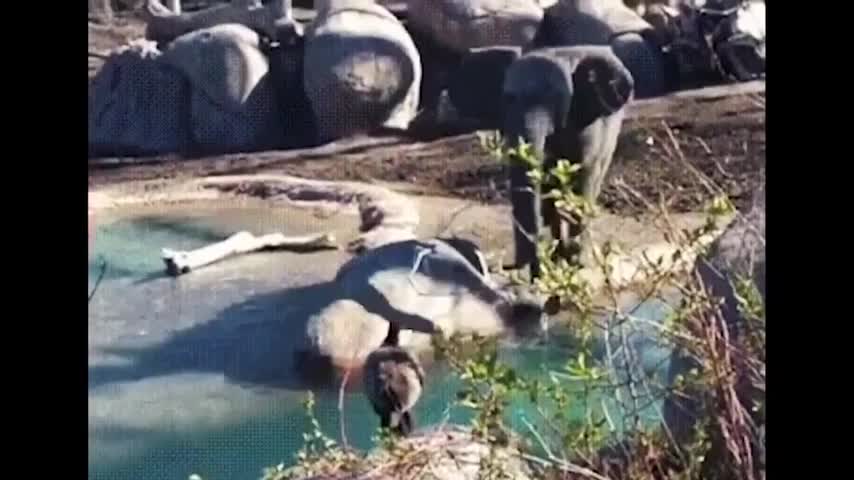 Funny Videos of Best Animals 2021 animals cute and smart