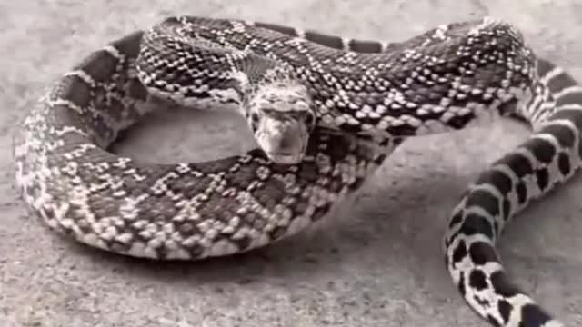 A cute snake is looking so cute a movement when a snake angry
