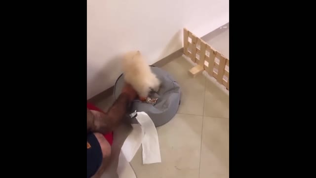 kp18-Funny and Cute Pomeranian Videos