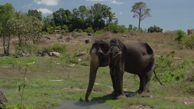 Elephant getting wet with its trunk