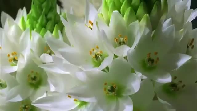 Beautiful Flower / Nature Whatsapp Status Video🥺😍