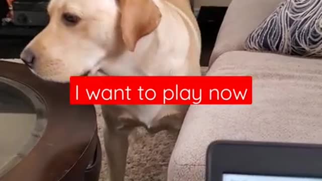 Dog hates when it disturbed during sleeping 😌