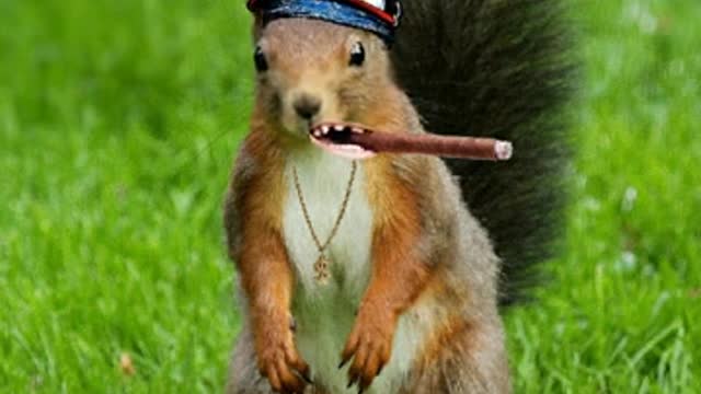 Squirrel gang sighting