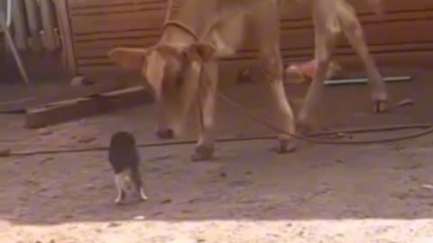 Cat And Cow funny