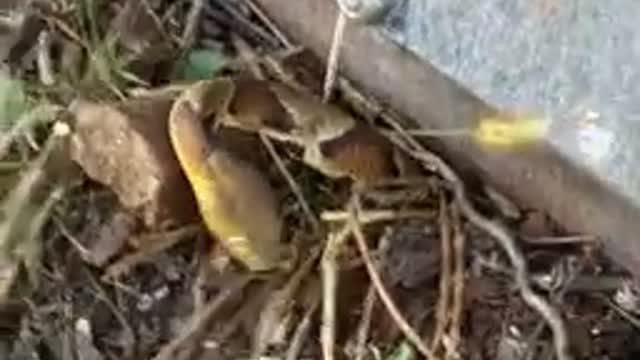 Copper head snake caught with Bobcat machine