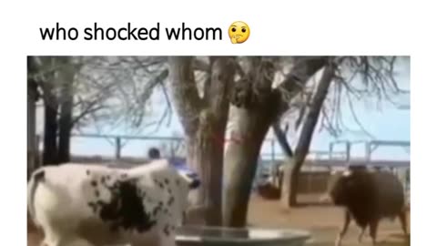 Funny viral