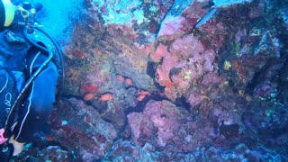 A bunch of Hawaiian big eye (Priacanthidae) fish!