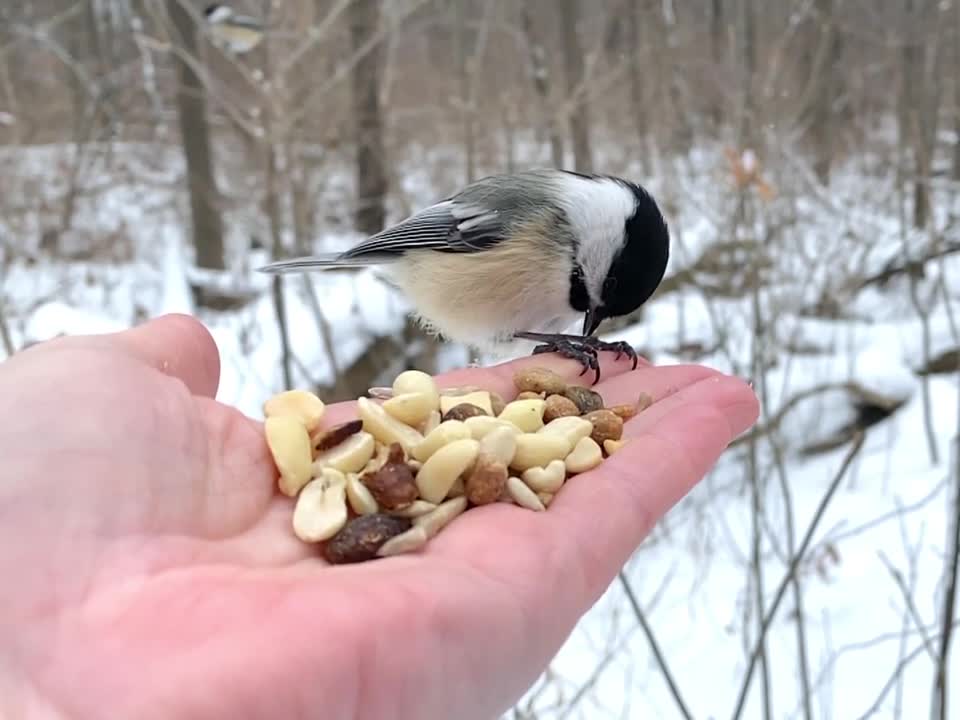 Hand-Feeding Birds in Slow Motion - Black-Capped Chickadees.