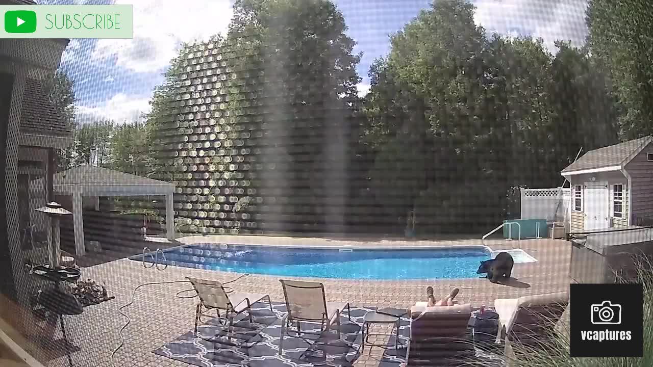 Bear Drinks from pool and nibbles on feet