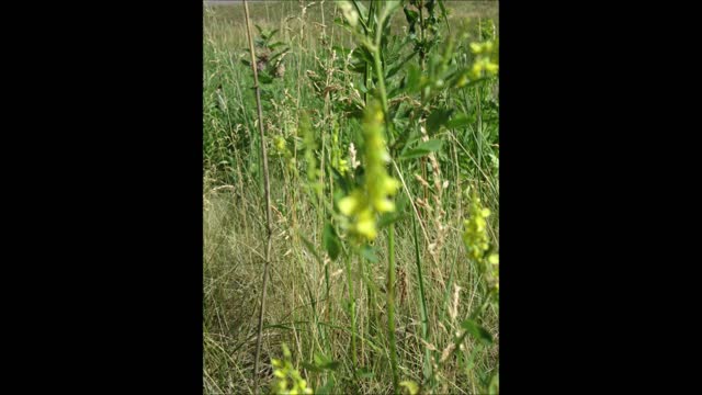 Spreading Love Yellow Sweet Clover June 2021