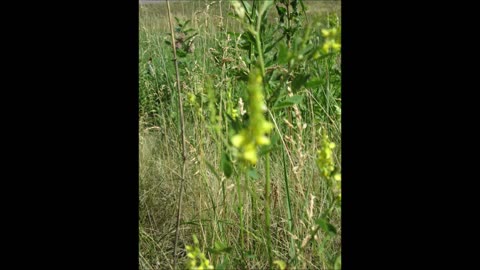 Spreading Love Yellow Sweet Clover June 2021