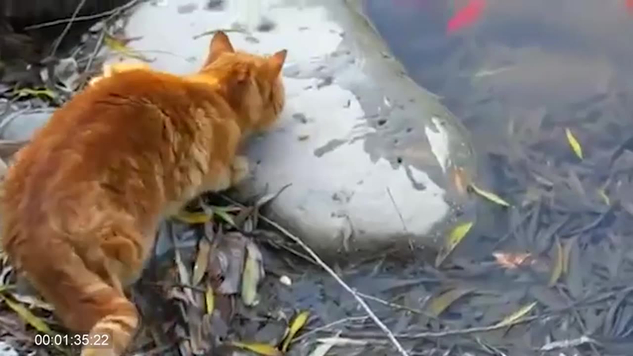 Ninja Cat vs. Slithering Serpent: Whiskers Fly as Feline Fury Takes Down Snake! 🥋🐍