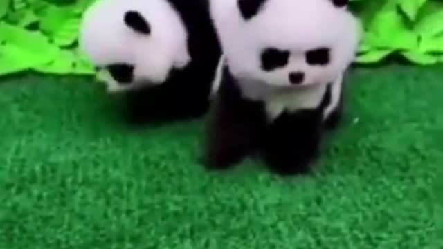 Cute Animals | Funny Animal Videos | Cute Animal Videos | So Cute Dog
