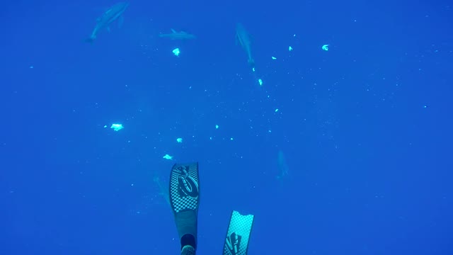 Tuna Feeding Frenzy