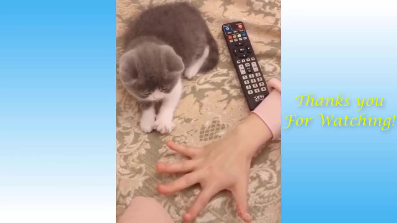 very cute cats enjoy