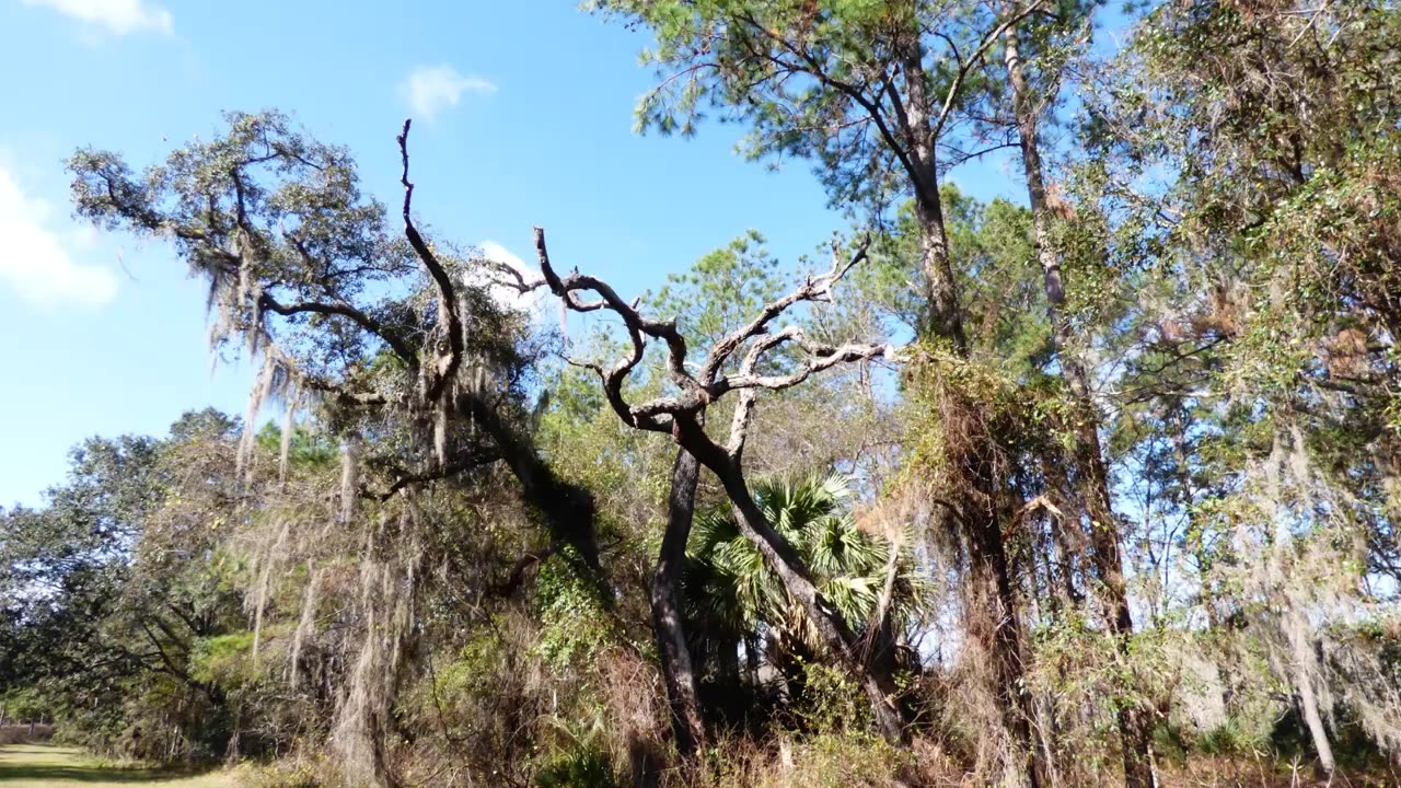 Ocklawaha Prairie Restoration Area, Florida. Slideshow.