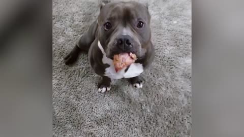 Cute pitbull compilation