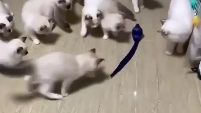 kitty funny video