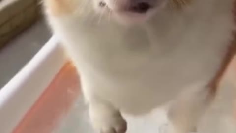A Cute Dog Professional Swimmer | Funny Cute Dog Video