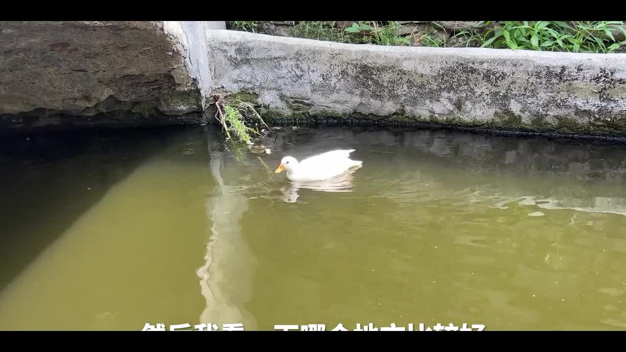 little duck