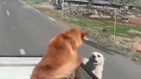 Dog and dog funny speech