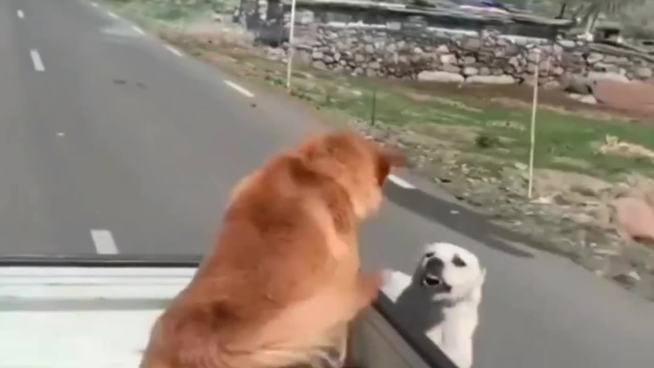 Dog and dog funny speech