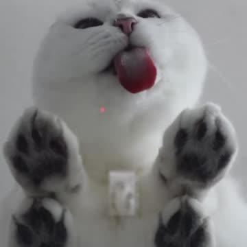 Cat Love||Pussy || Cat lover