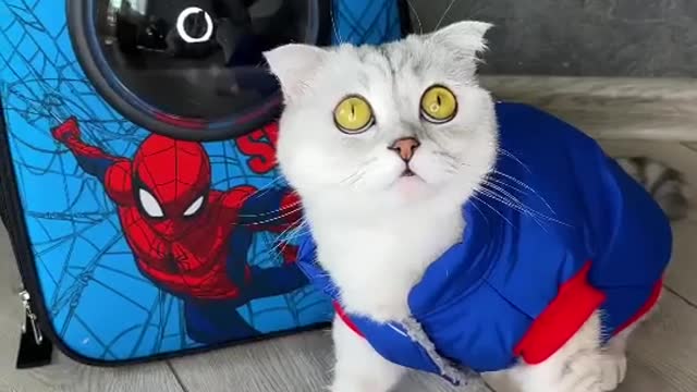 Spider Man Costume for Cat