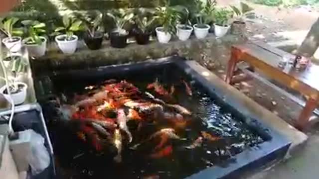 Koi fish pond