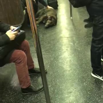 Man pets big black sleeping dog on subway