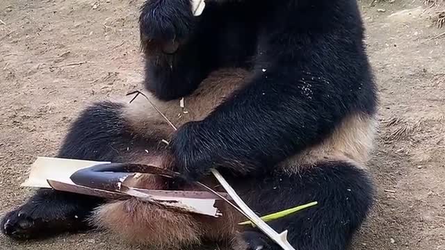 Cute panda eating ASMR Tik Tok#2