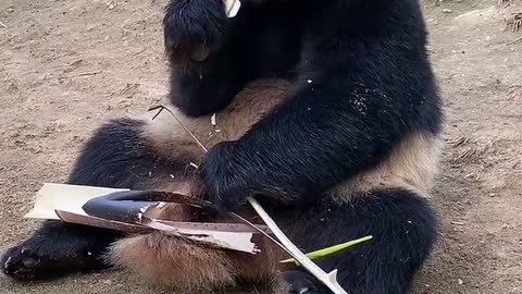 Cute panda eating ASMR Tik Tok#2