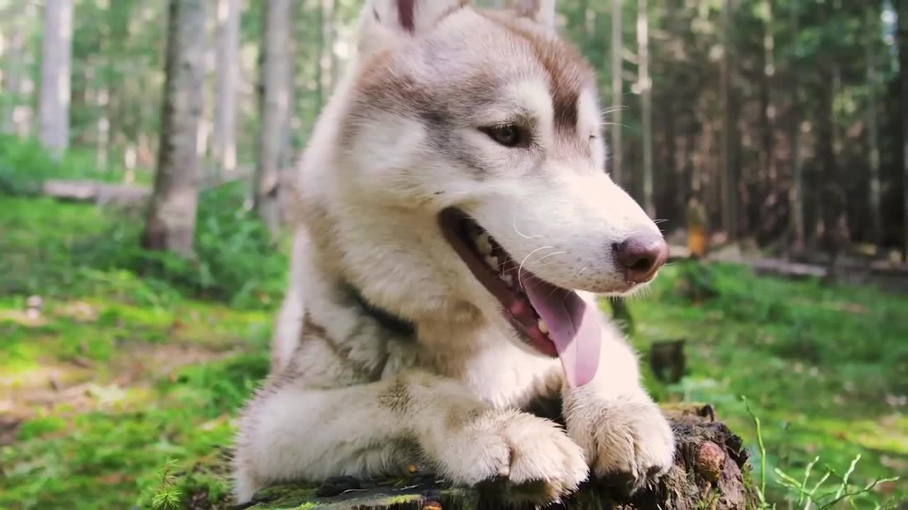 Cute animals dogs videos