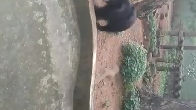 Bear in Dehiwala Zoo,Sri Lanka 💙 🐻 🐻 🐻