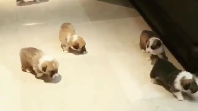 There's a bunch of puppies coming at you